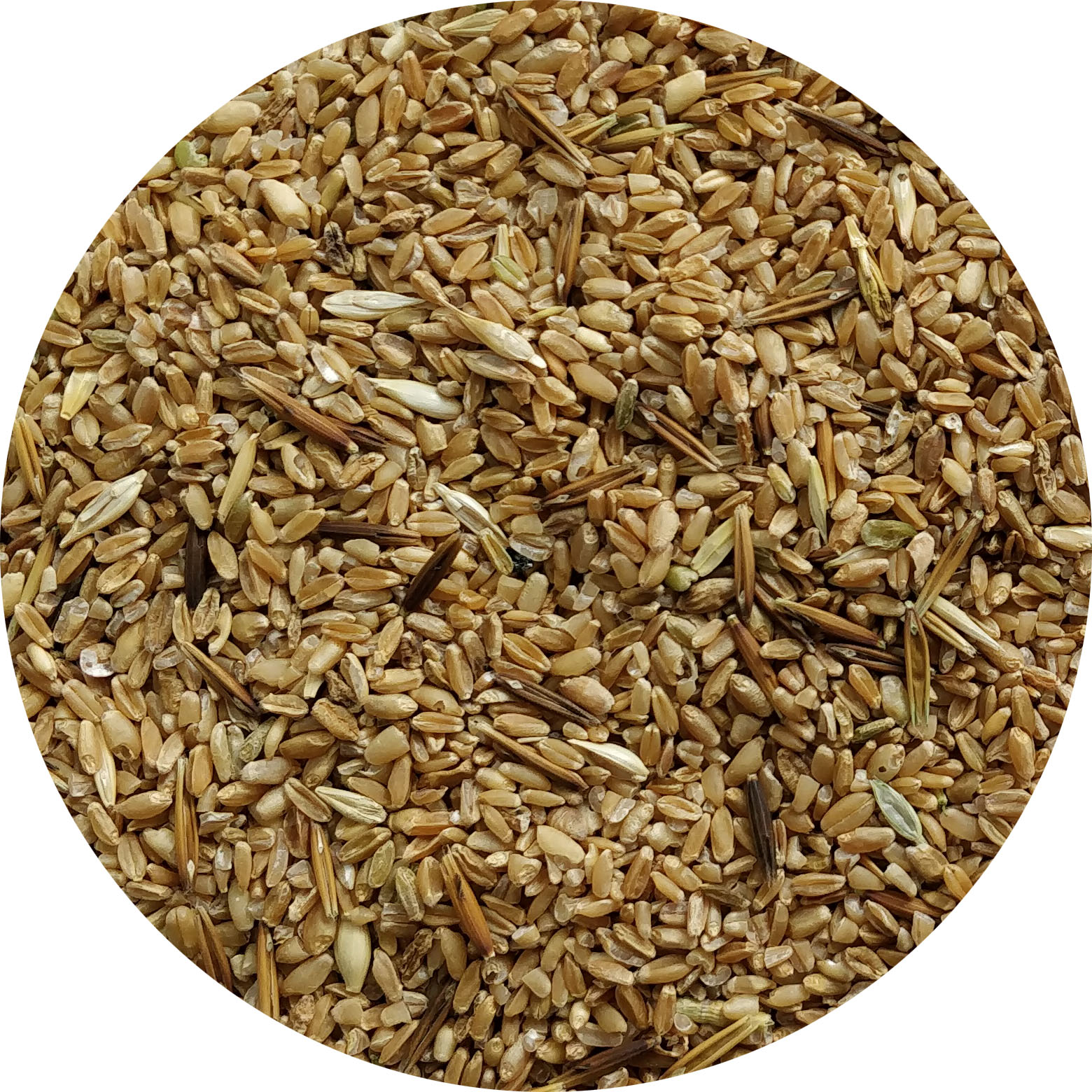 cattlefeed wheat